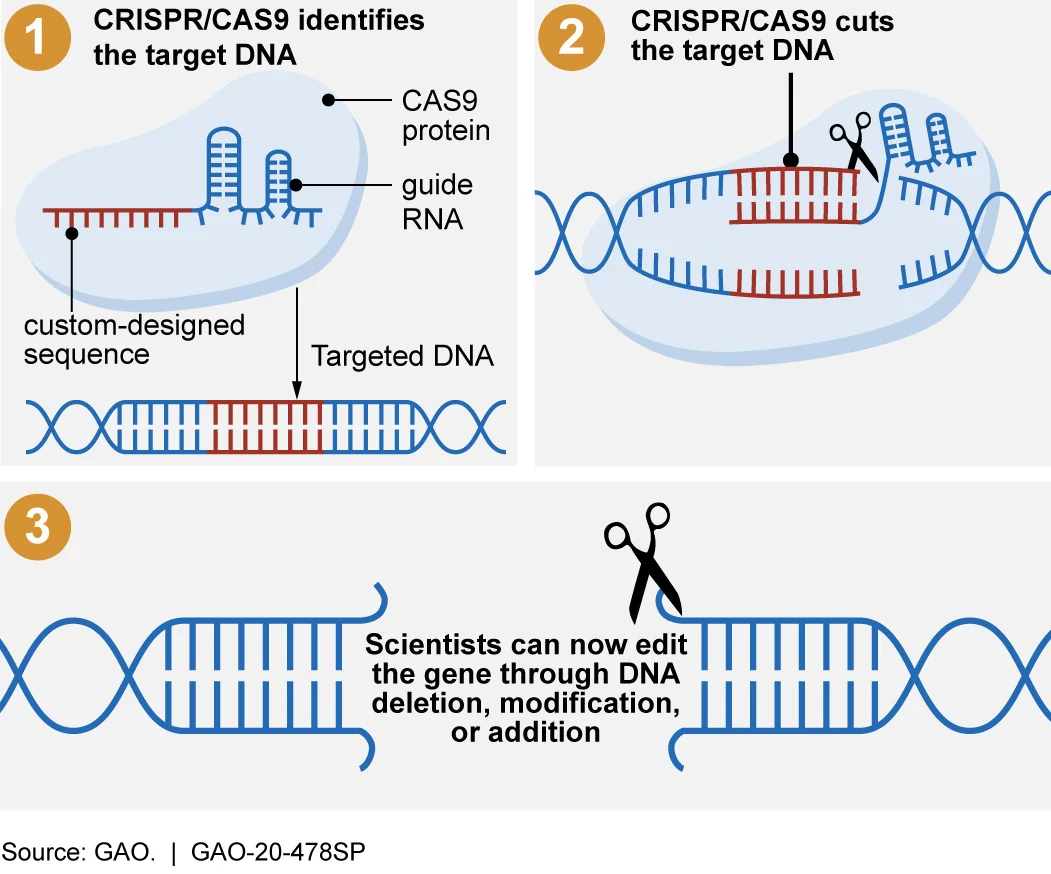 Schematische Darstellung des CRISPR-Cas9-Mechanismus: eine Leit-RNA führt das Cas9-Protein zur Zielstelle im DNA-Strang, wo es schneidet.